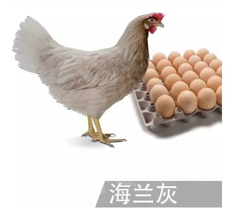 南宁纯正脱温海兰灰产蛋鸡，产蛋最多的母鸡王，产蛋不抱窝