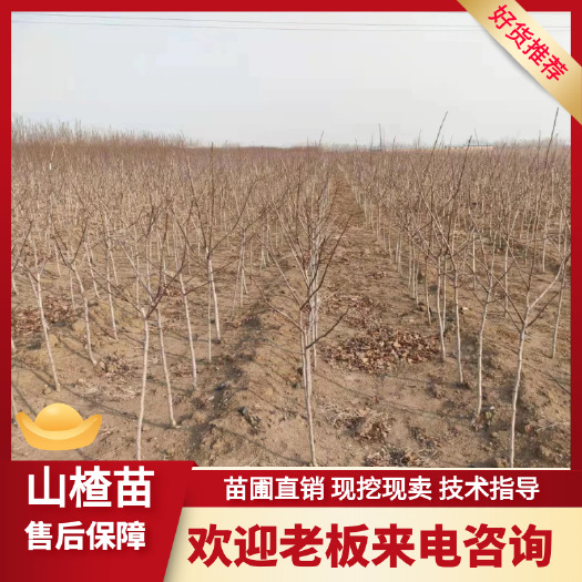 大金星山楂苗 甜紅子山楂苗 大五菱山楂苗 七月紅山楂苗