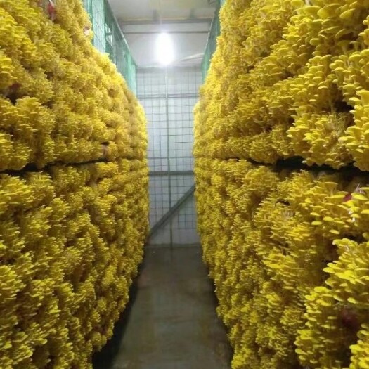 淮北榆黄蘑出菇菌棒专业制棒质量有保证回收干菇25元一斤。
