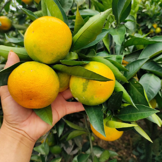 资阳四川蜜橘皮薄细，囗感甜多汁