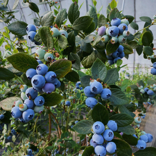 莘县蓝丰蓝莓树苗 抗寒抗病 果实大 产量高 品种纯正 现挖现发