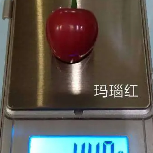 玛瑙红樱桃苗，红妃樱桃苗，乌克兰樱桃苗，车厘子樱桃苗，