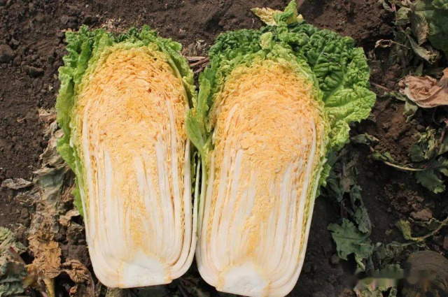 黑龙江大白菜35吨 低价处理