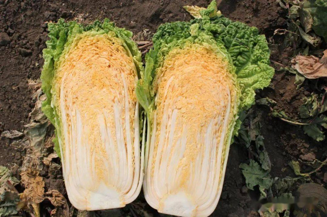 肇州县黑龙江大白菜35吨 低价处理