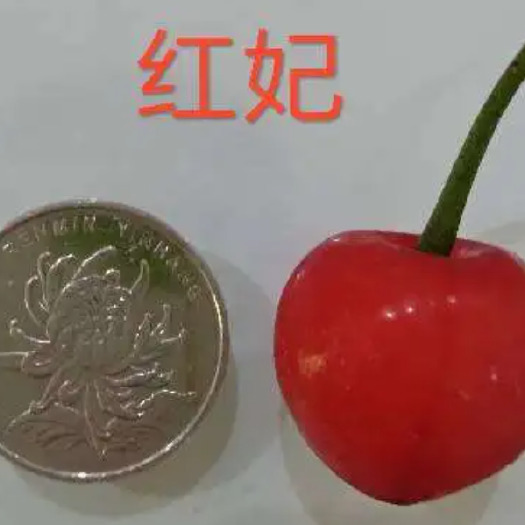 红妃樱桃苗，，玛瑙红樱桃苗，红灯车厘子，乌皮樱桃苗