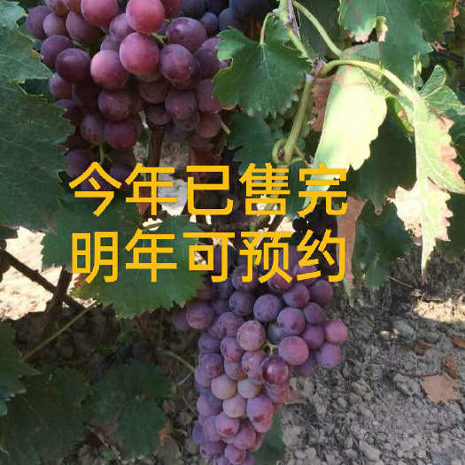 运城巨峰葡萄