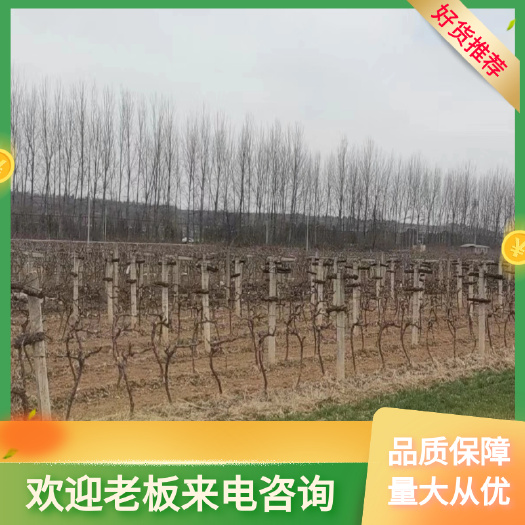 苍溪县葡萄苗(巨峰，户太，阳光玫瑰)