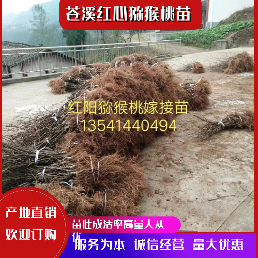 苍溪县苍溪红心猕猴桃苗  四川广元产地直售（红心猕猴桃苗、金艳、东