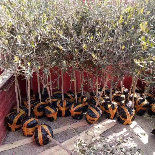 陇南油橄榄独杆棒棒，自然树形地栽盆栽北欧ins风（非实价）私聊谈