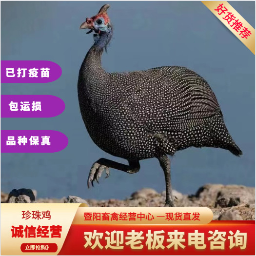 江阴市珍珠鸡成年鸡活体均重3.5斤批发零售均可，2只起发量大价优。