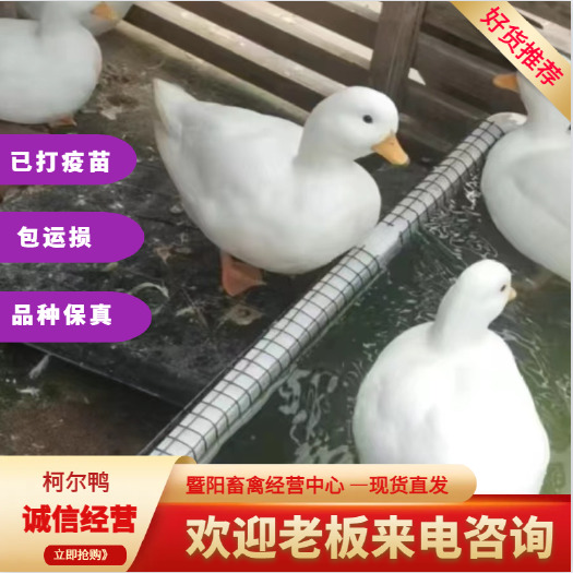 江阴市柯尔鸭，可达鸭，网红明星同款。超低价出售，手慢无。