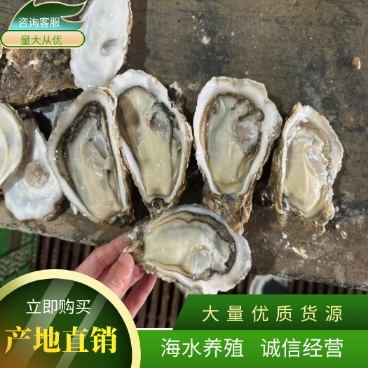 乳山生蚝流通上