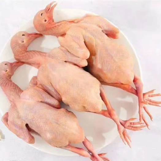 佛山乳鸽（新鲜妙龄乳鸽全清膛5两~8两）~红烧.盐焗专用