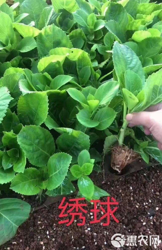 绣球苗（八仙花）