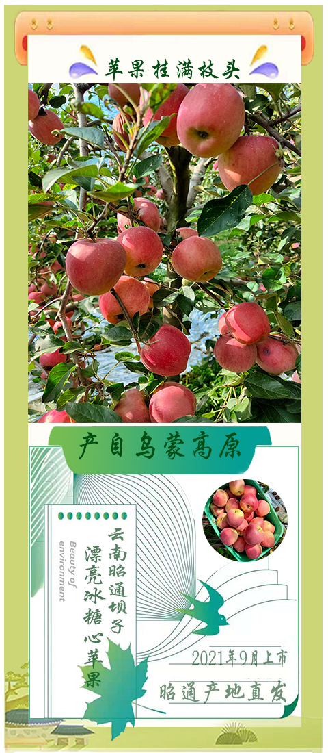 云南昭通冰糖心丑苹果5斤10斤脆甜可口苹果一件代发