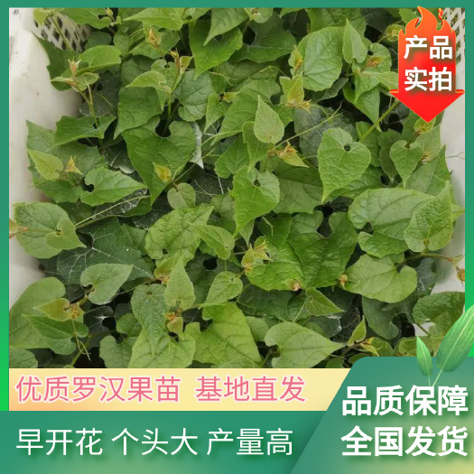 优质罗汉果苗