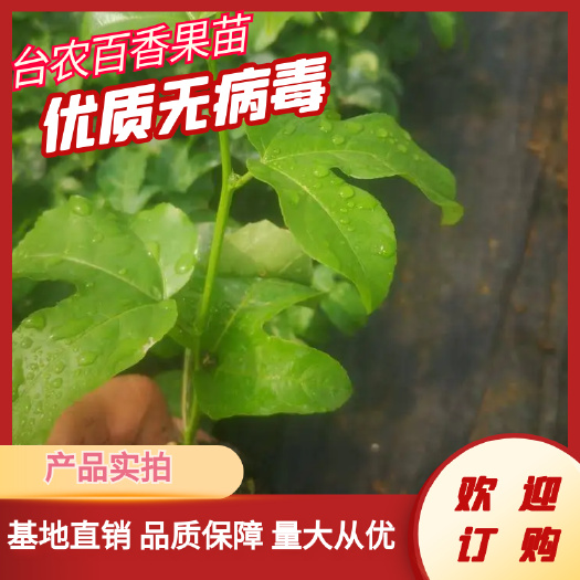优质台农百香果苗，紫香百香果苗