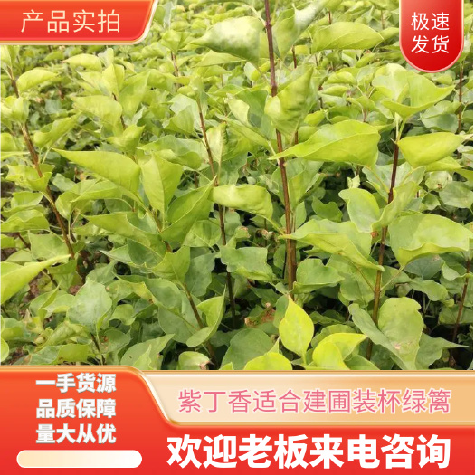 紫丁香  一年生，二年生播种苗，适合建圃，装杯，绿篱。
