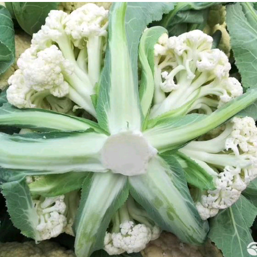 天门市天门菜花大量上市