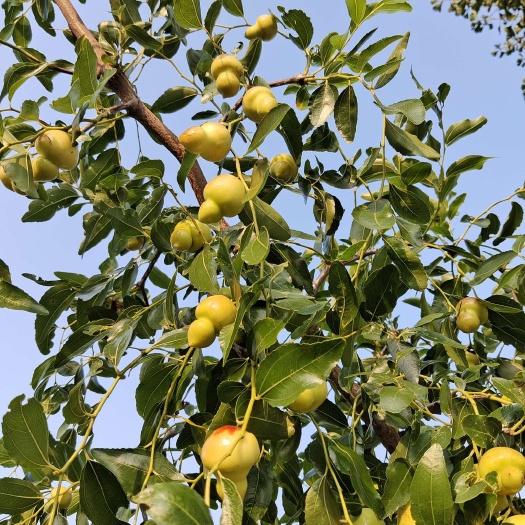 平邑县葫芦枣树苗