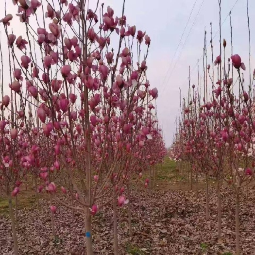南召县大量销售各种规格紫玉兰