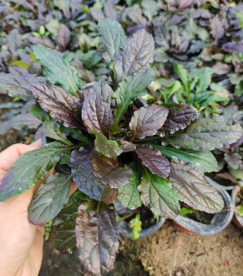 多花筋骨草白毛夏枯草