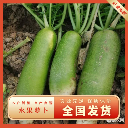 周口青萝卜