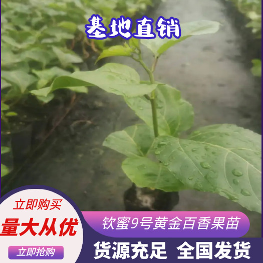 优质钦蜜黄金百香果苗