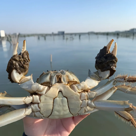 洪湖市湖区养殖 洪湖大闸蟹 江苏大闸蟹 稻田蟹