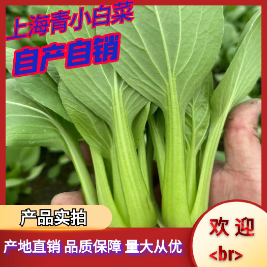 南通上海青 小白菜 基地直采常年大量供应