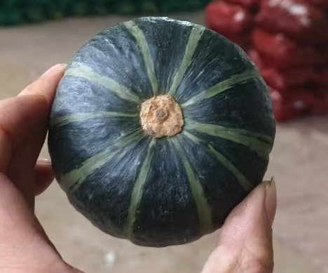 昌乐县惠和一号贝贝南瓜