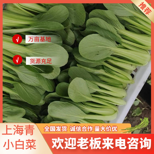 油菜 基地直采  大量供应  可长期合作