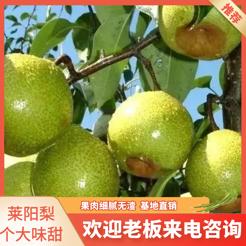 山东莱阳梨，礼盒装，包装精美。果王级特大果

种植户