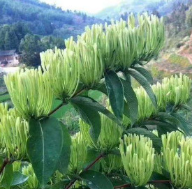 供湘蕾金银花苗：湘蕾金银花，花蕾多，药性好，易栽培，收益快