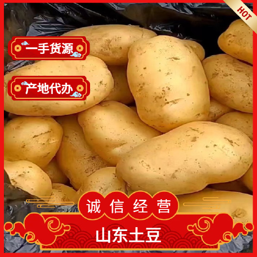 沂南县荷兰十五土豆产地一手货源，质量保证，全国发货