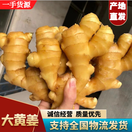 【专业存库—坏烂包赔】生姜大量供应368姜种