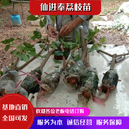 广州基岗仙进奉高压苗   嫁接苗   带泥发货