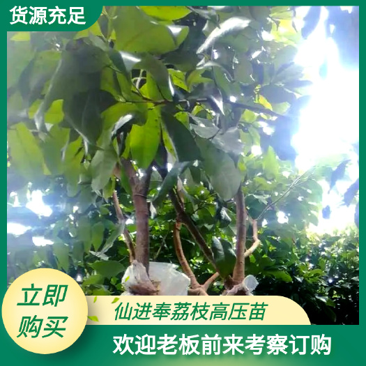 广州仙进奉荔枝苗 增城基岗仙进奉高压苗