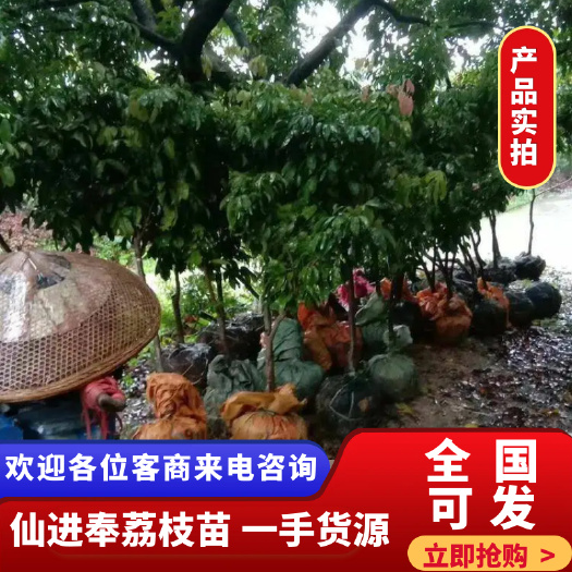 广州仙进奉荔枝苗 增城基岗仙进奉嫁接苗