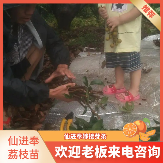 广州仙进奉荔枝苗 仙进奉嫁接芽条