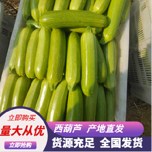 米易县西葫芦（绿皮）