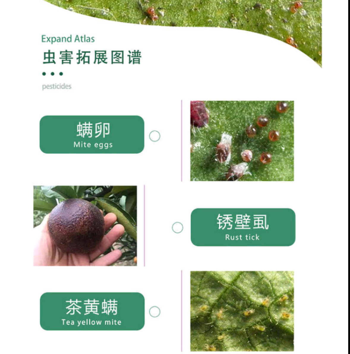 抗性红蜘蛛成螨螨卵锈壁虱草莓红蜘蛛专用药月季柑橘红蜘蛛螨包邮