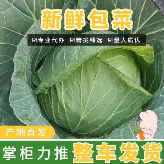 河南包菜千亩七八成熟，（奥奇那）适合加工厂，市场，批发零售