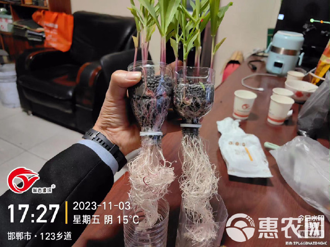 氨基酸微生物菌剂 颗粒型 价格合适 添加2种菌 有效活菌5亿