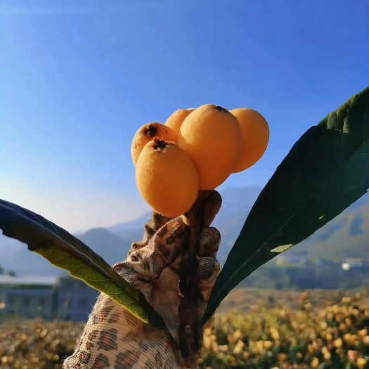 米易县米易早春枇杷