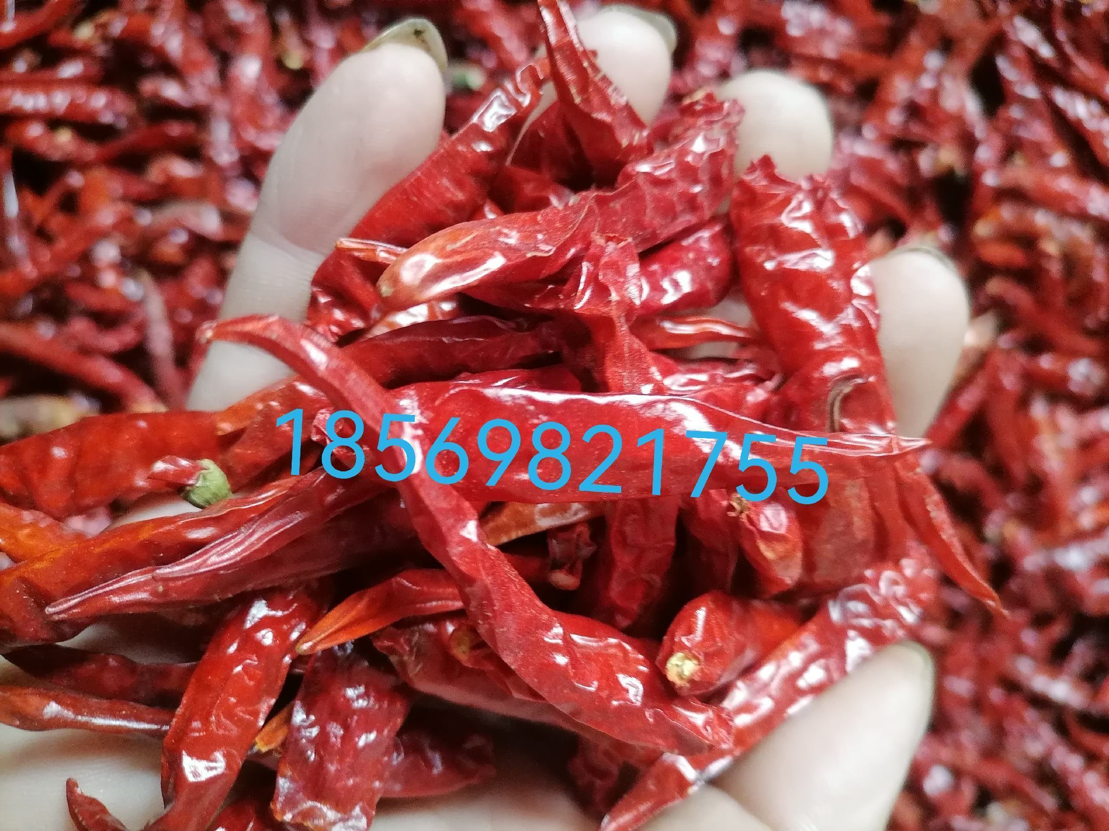 干辣椒艳红新一代 好货次货均有量大