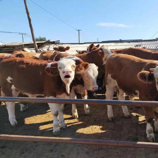 菏泽西门塔尔牛犊 每头补贴2000元  免费送货  货到再付款