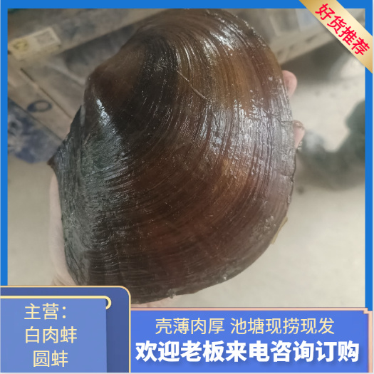 白肉蚌批发走量鲜活