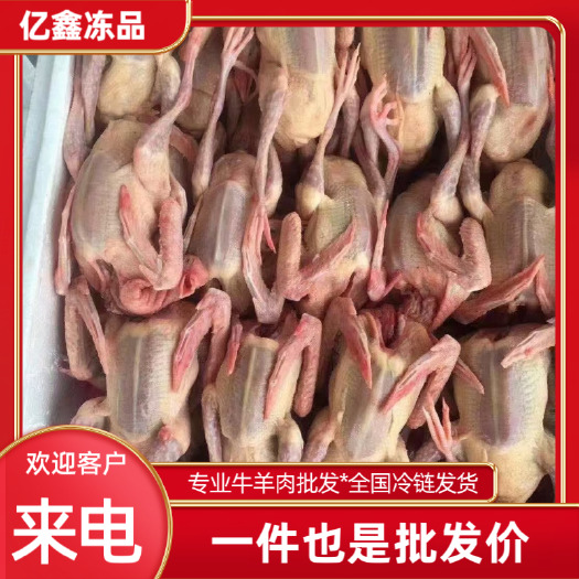 郑州乳鸽5-6两6-7两7-8两规格齐全，源头厂家直销，冷链发货
