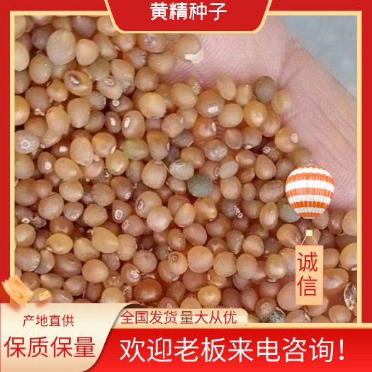 清原县黄精籽